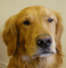 Gus
